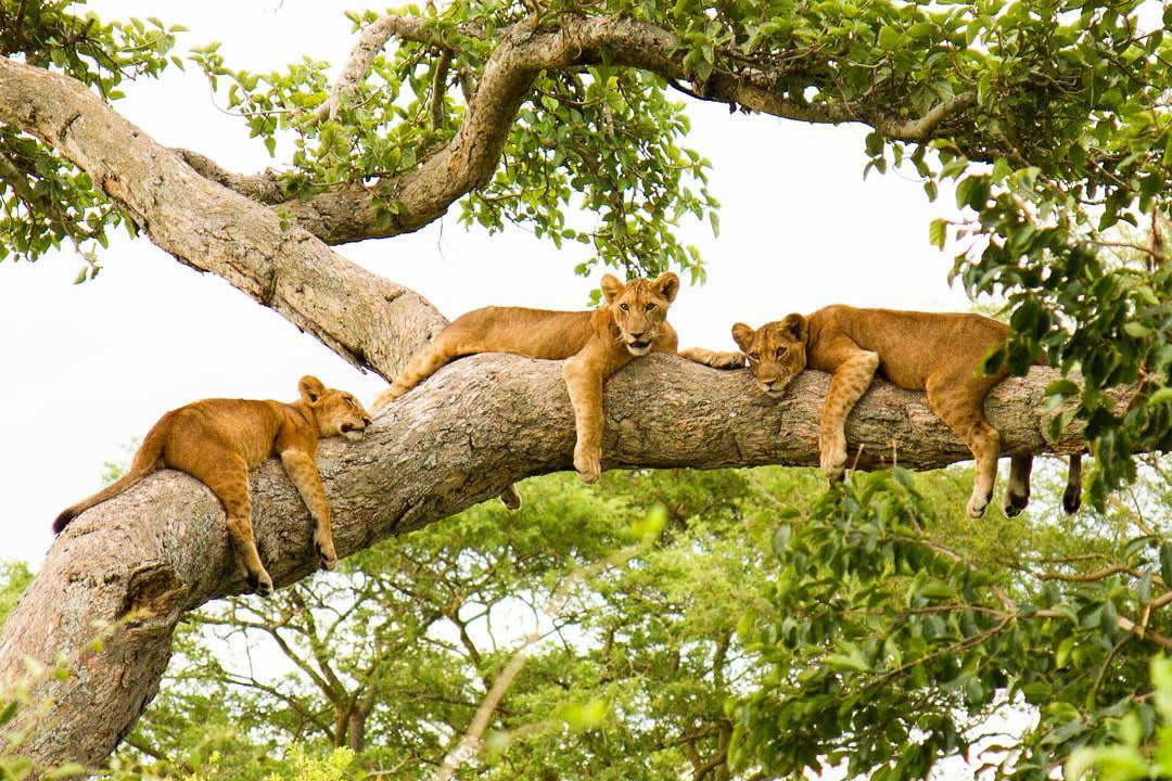 https://www.kampalasun.com/wp-content/uploads/2016/01/ishasha-tree-climbinig-lions.jpg