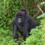 4 Things To Check Before Booking Your Uganda Safari