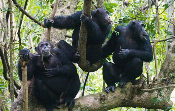 Chimps Tracking in Kibale N.P